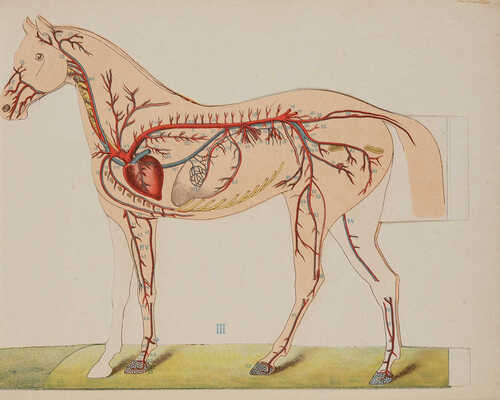 Урусов С.П. Две книги о лошадях